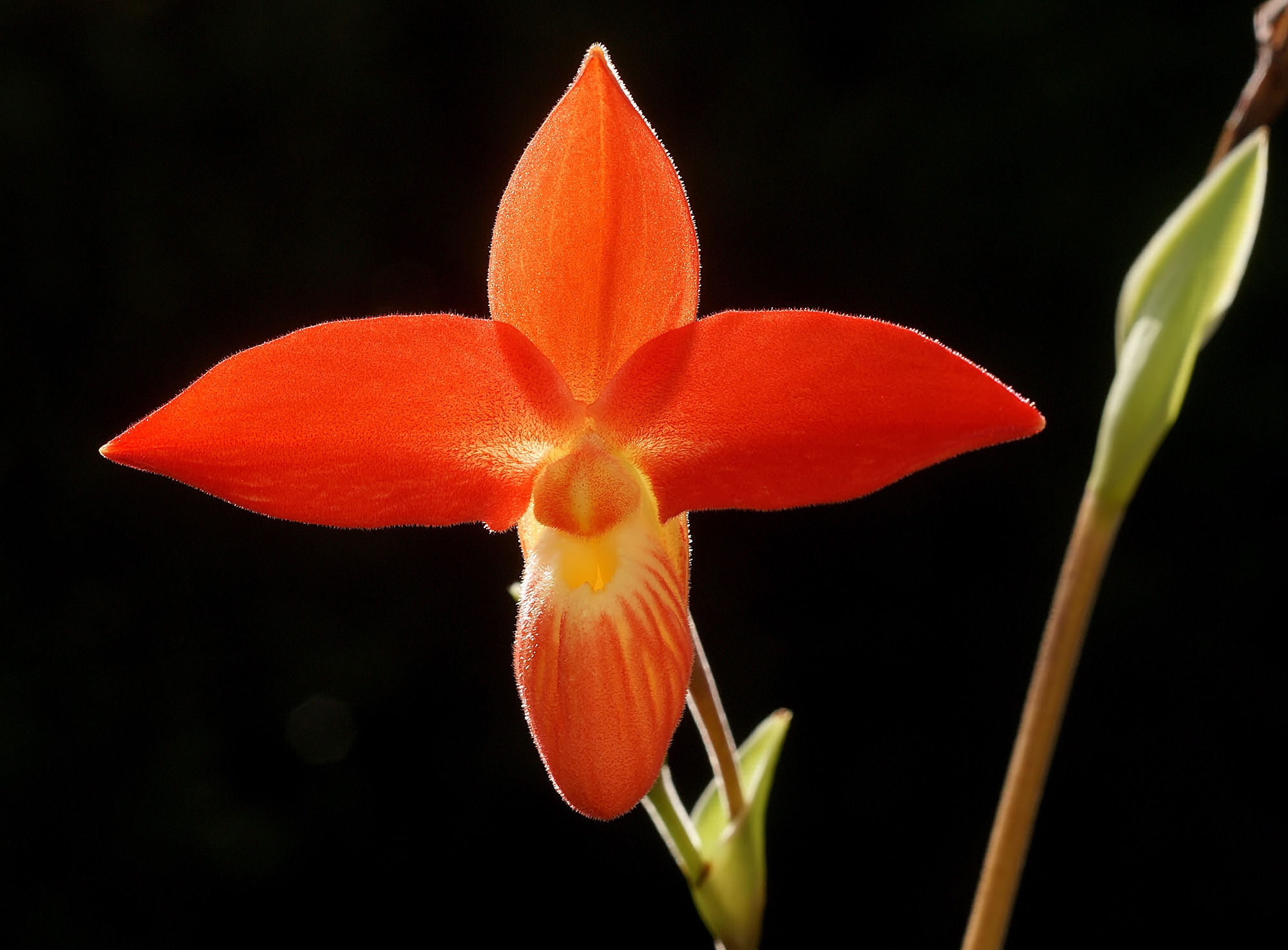 the inheritance of orquídea divina review